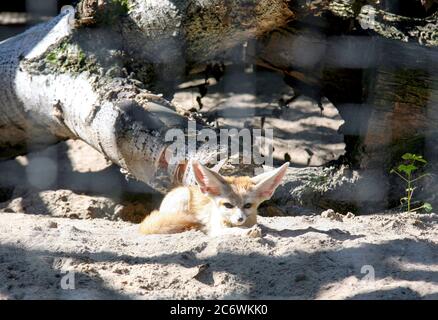 Una piccola volpe nel deserto fenech riposante sotto il sole in una giornata estiva Foto Stock