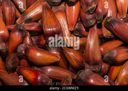 Primo piano di una grande quantità di frutta crude del pignone brasiliano Foto Stock