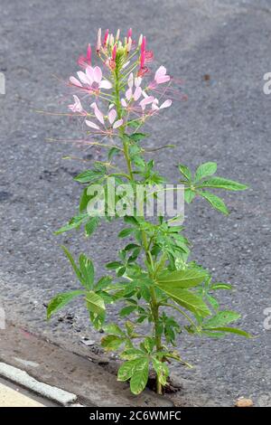 Un fiore di ragno, Cleome hassleriana, che cresce da una crepa in un marciapiede. Foto Stock