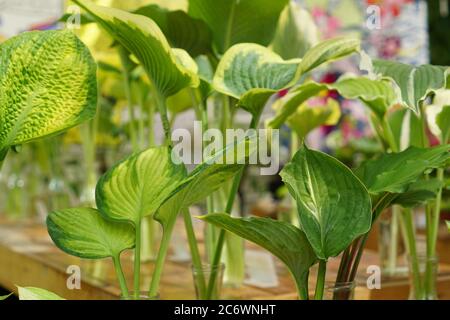 hosta foglie in vasi di vetro Foto Stock