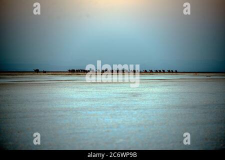 Un cammello Afar cammina attraverso il tramonto portando sale nel deserto del Danakil, Afar Regione, Etiopia. Foto Stock