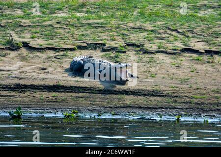 Grandi coccodrilli Marsh vicino all'acqua Foto Stock