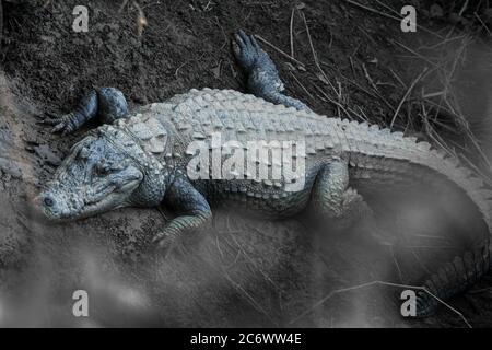 Grandi coccodrilli Marsh vicino all'acqua Foto Stock