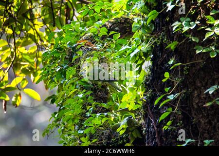 Piccione verde con coda a cuneo o piccione verde Kokla (Treron sphenurus) o piccione di collina sul ramo dell'albero verde Foto Stock