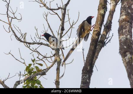 Due uccelli magpie blu a coda lunga sul ramo dell'albero Foto Stock