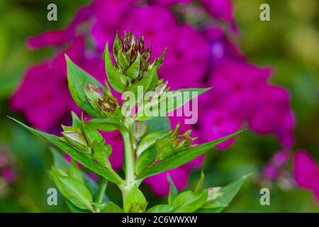 Phlox paniculata 'Early Rosa occhio scuro' Foto Stock