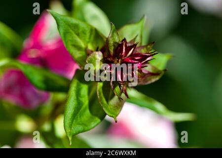 Phlox paniculata 'Early Rosa occhio scuro' Foto Stock
