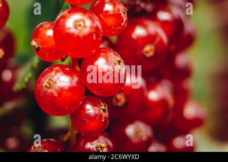 Macro shot di un ribes rosso Foto Stock