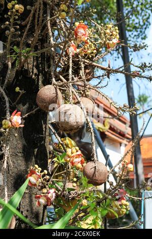 Frutto del cannone albero, altrimenti noto come couroupita guianensis. Foto Stock