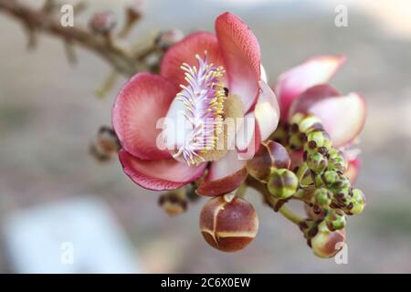 Primo piano dei fiori di un couroupita guianensis, più comunemente noto come l'albero del cannoball. Foto Stock