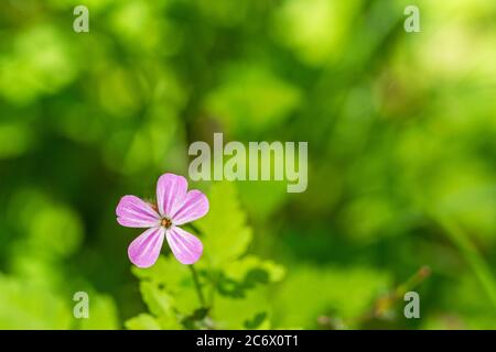 Closeup macro shot di bel fiore viola geranio (cranesbill) in primavera di fronte al bokeh verde Foto Stock