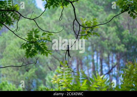 Uccello nero bronzato Drongo su un ramo di albero Foto Stock