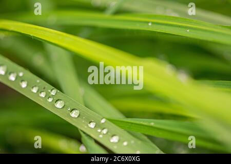 Primo piano macro di splendidi drawdrops su lame verdi di erba Foto Stock