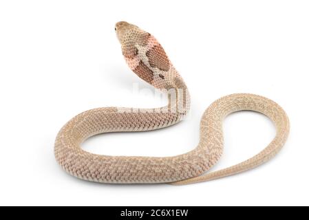 La cobra cinese isolato su sfondo bianco Foto Stock