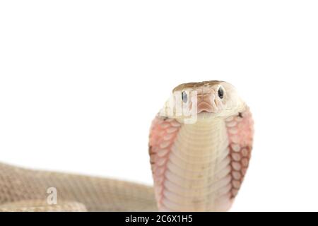 La cobra cinese isolato su sfondo bianco Foto Stock