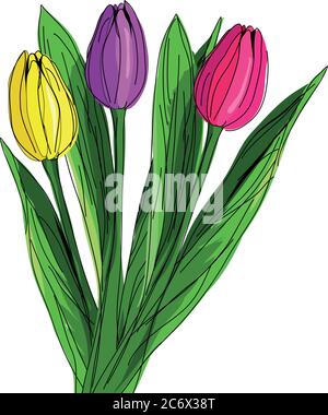 Tre tulipani rossi, viola e gialli disegnati a mano con lacci verdi isolati su sfondo bianco. Illustrazione vettoriale in stile doodle vintage acquerello Illustrazione Vettoriale