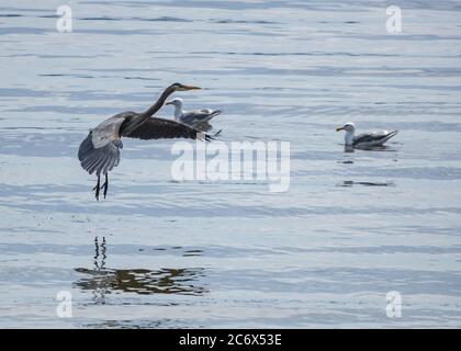 Heron Landing a Puget Sound Foto Stock