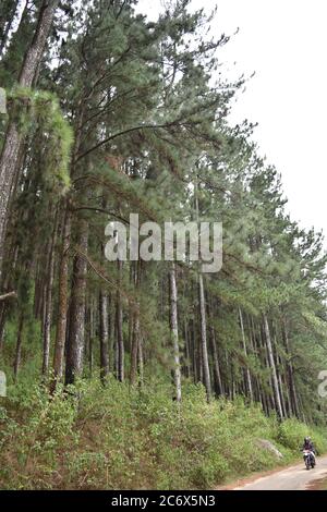 Il Riverston Peak, situato sulle colline centrali dello Sri Lanka, è raggiungibile viaggiando per circa 178 km da Colombo. Riverston offre alcune delle migliori vedute della campagna circostante, nella misura in cui viene chiamata la fine del Mini mondo. La zona offre la bellezza naturale dello Sri Lanka; fresco, verde e non inquinato da venditori, turisti, rifiuti e edifici sgradevoli. Foto Stock