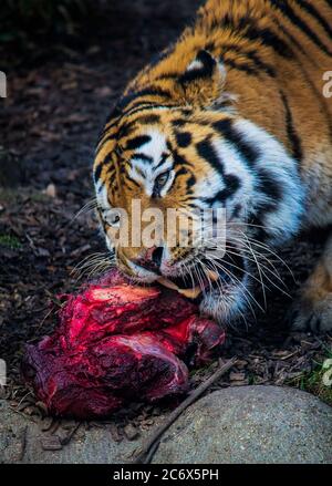 Tigre siberiana che si nutriva di un pezzo di carne sanguinosa. Foto Stock