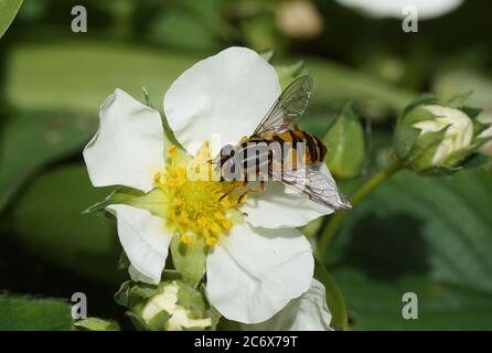 Volo sole Helophilus pendolo della famiglia Syrphidae sul fiore di fragola (Fragaria) della famiglia Rosaceae in primavera in un giardino olandese. Foto Stock