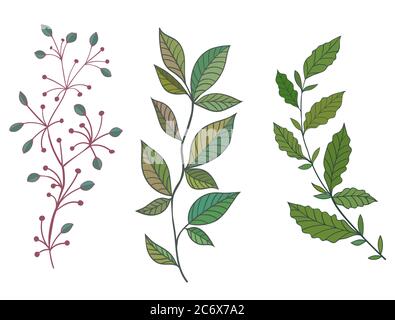 Set di belle ramoscelli. Illustrazione vettoriale disegnata a mano. Illustrazione Vettoriale