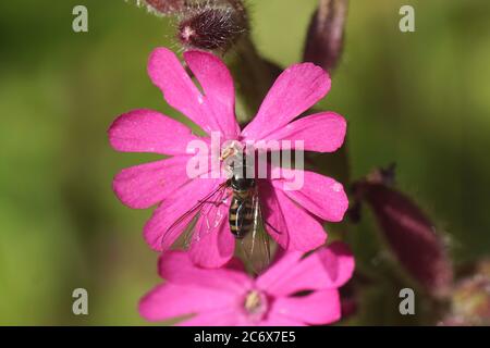 Hoverfly Meliscaeva auricollis, famiglia Syrphidae, su un fiore di un campion rosso, mosca rossa (Silene dioica), famiglia rosa (Caryophyllaceae). Molla Foto Stock