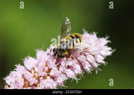 Batman hoverfly (Myathropa florea), famiglia Syrphidae su fiori di bistorto (Bistorta officinalis, SYN. Persicaria bistorta), famiglia di banchine (Polygonaceae Foto Stock