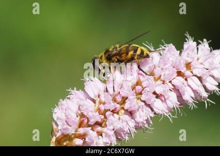 Hoverfly di Batman (Myathropa florea), famiglia Syrphidae su fiori di bistorto (Bistorta officinalis, SYN.Persicaria bistorta), famiglia di bacini (Polygonacae) Foto Stock