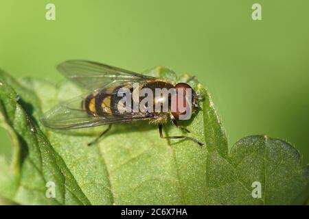 Maschio hoverfly comune Spotted Bristleside, Parasyrphus punctulatus. Famiglia Syrphidae. Su una foglia di un cespuglio di ribes in primavera. Paesi Bassi, aprile Foto Stock