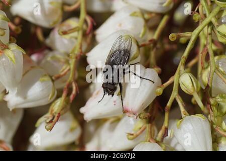 Una mosca a grappolo (Pollenia) famiglia Calliforidae sui fiori Pieris japonica variegata della famiglia delle eriche (Ericaceae). Primavera, Nerherlands. Foto Stock