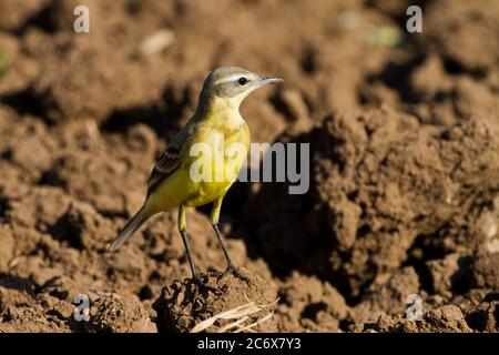 Gietto a testa blu maschio adulto (M. F. fava) Foto Stock