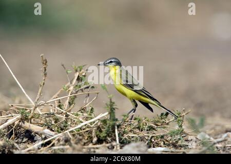 Gietto a testa blu maschio adulto (M. F. fava) Foto Stock