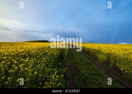 Campi di colza gialla in fiore dopo la pioggia vista serale, cielo nuvoloso prima del tramonto con arcobaleno, strada a terra e colline rurali. Stagionale, meteo, c Foto Stock