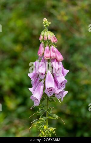 Fiori tubolari di purea selvatica digitalis, anche noto come guanto comune, che cresce nell'isola di Harakka, Helsinki, Finlandia Foto Stock