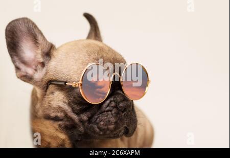 Ritratto di adorabile cucciolo di Bulldog francese in occhiali da sole. PET on Vacation Concept. Foto Stock
