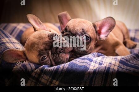 Cuccioli di Bulldog francesi assoniti. Carino cucciolo. Foto Stock
