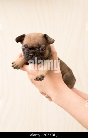 Ritratto di un mese-vecchio francese Bulldog cucciolo. Carino cucciolo. Foto Stock