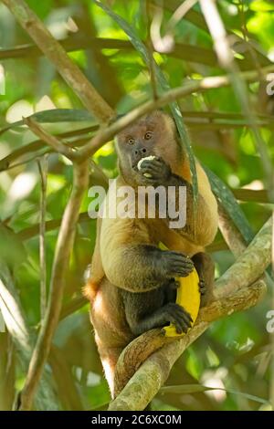 Scimmia cappuccina mangiare una banana mentre ne tiene un altro nella foresta amazzonica vicino alta Floresta, Brasile Foto Stock