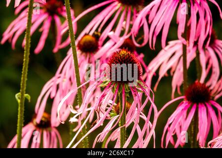 Echinacea pallida pelosa Foto Stock