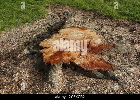 Albero di moncone dopo l'abbattimento dell'albero Foto Stock