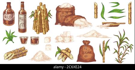 Canna da zucchero e rum disegnati a mano. Stocchi e foglie piante canna da zucchero, sacco di zucchero e cubetti, vetro e bottiglia di rum vintage sketch set vettoriale Illustrazione Vettoriale