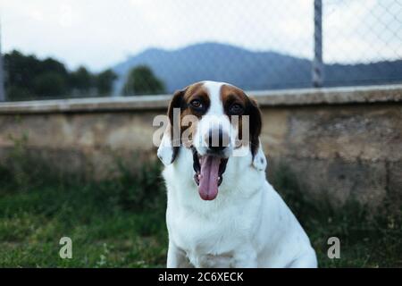 cane bianco in tacchi marroni e neri che sbadano Foto Stock