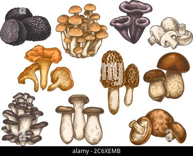 Funghi disegnati a mano. Disegno colorato vari tartufo di funghi commestibile, champignon, tromba nera e re, bolete vegan prodotto insieme vettoriale Illustrazione Vettoriale