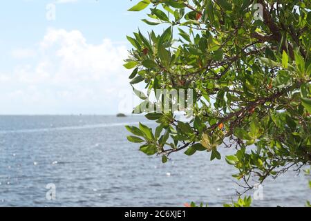 Vista dell'Oceano Atlantico dal Parco Nazionale di Biscayne a Homestead, Florida, vista sull'oceano, oceano azzurro e alberi in Florida. Foto Stock