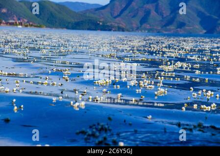 Vista dell'ottelia acuminata, una specie vegetale endemica della Cina meridionale fiorente al lago di Lusu tra la contea di Ninglang della provincia di Yunnan e Yanyuan c Foto Stock