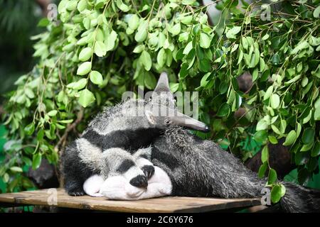 I due anteateri vengono presentati al pubblico al Parco Safari di Chimelong nella città di Guangzhou, nella provincia di Guangdong, nella Cina meridionale, il 10 giugno 2020. Foto Stock