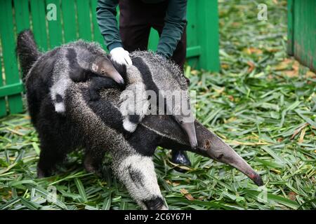 I due anteateri vengono presentati al pubblico al Parco Safari di Chimelong nella città di Guangzhou, nella provincia di Guangdong, nella Cina meridionale, il 10 giugno 2020. Foto Stock