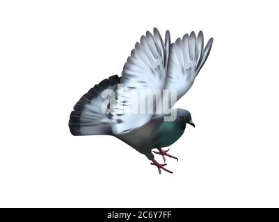 Immagine vettoriale colomba isolata su sfondo bianco. Illustrazione vettoriale. EPS10 Illustrazione Vettoriale