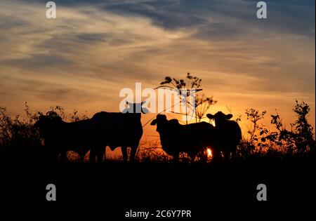 Brahman bestiame pascolo al tramonto in Paraguay, estate Foto Stock