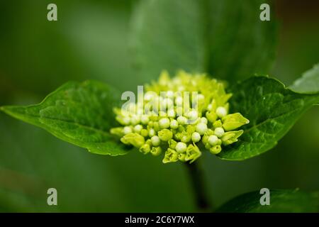 Le gemme di un idrangea macrophylla della famiglia Hydrangeaceae, su un cespuglio in un giardino estivo. Foto Stock